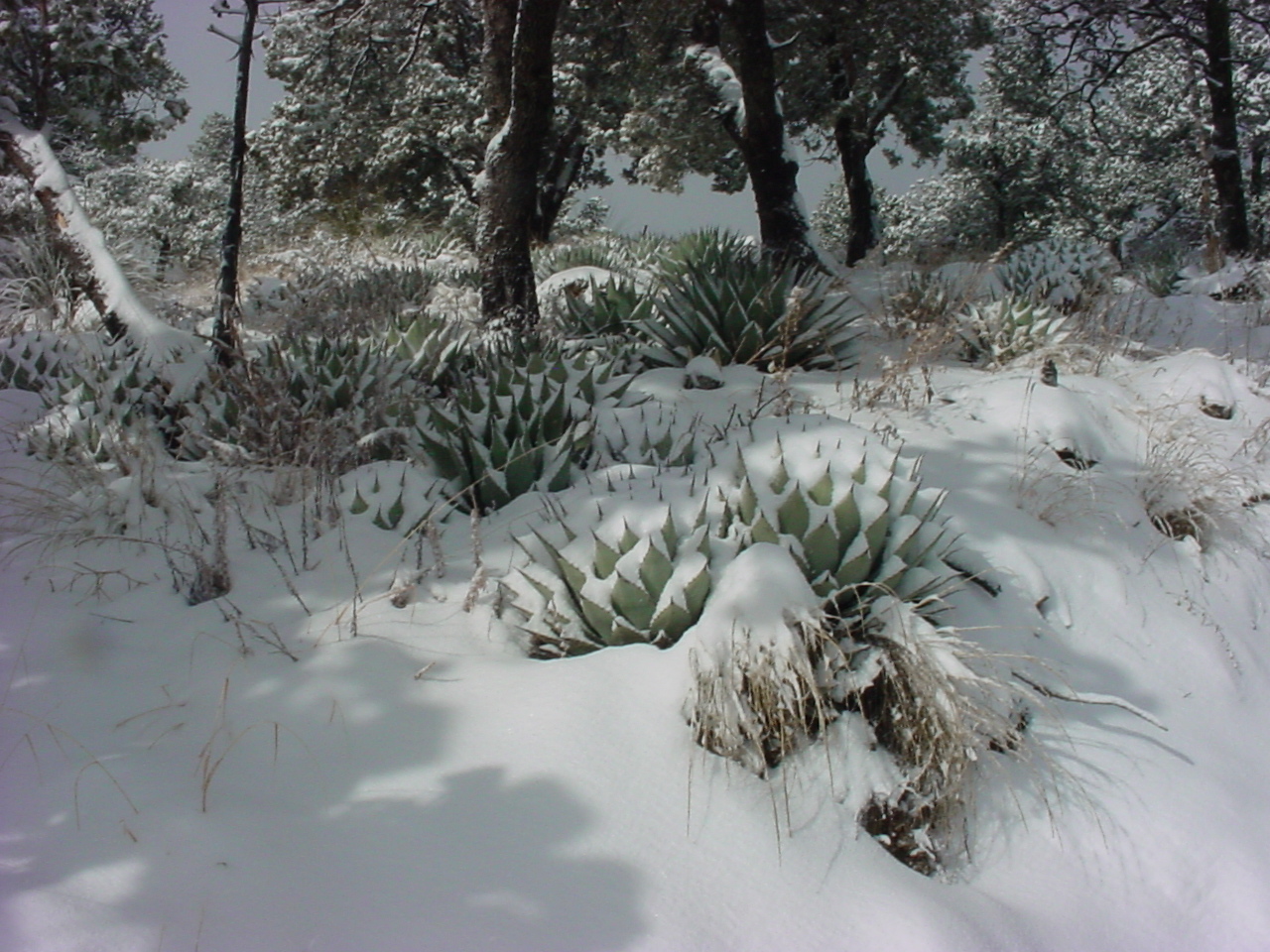 آگاو پری / آگاو گرد